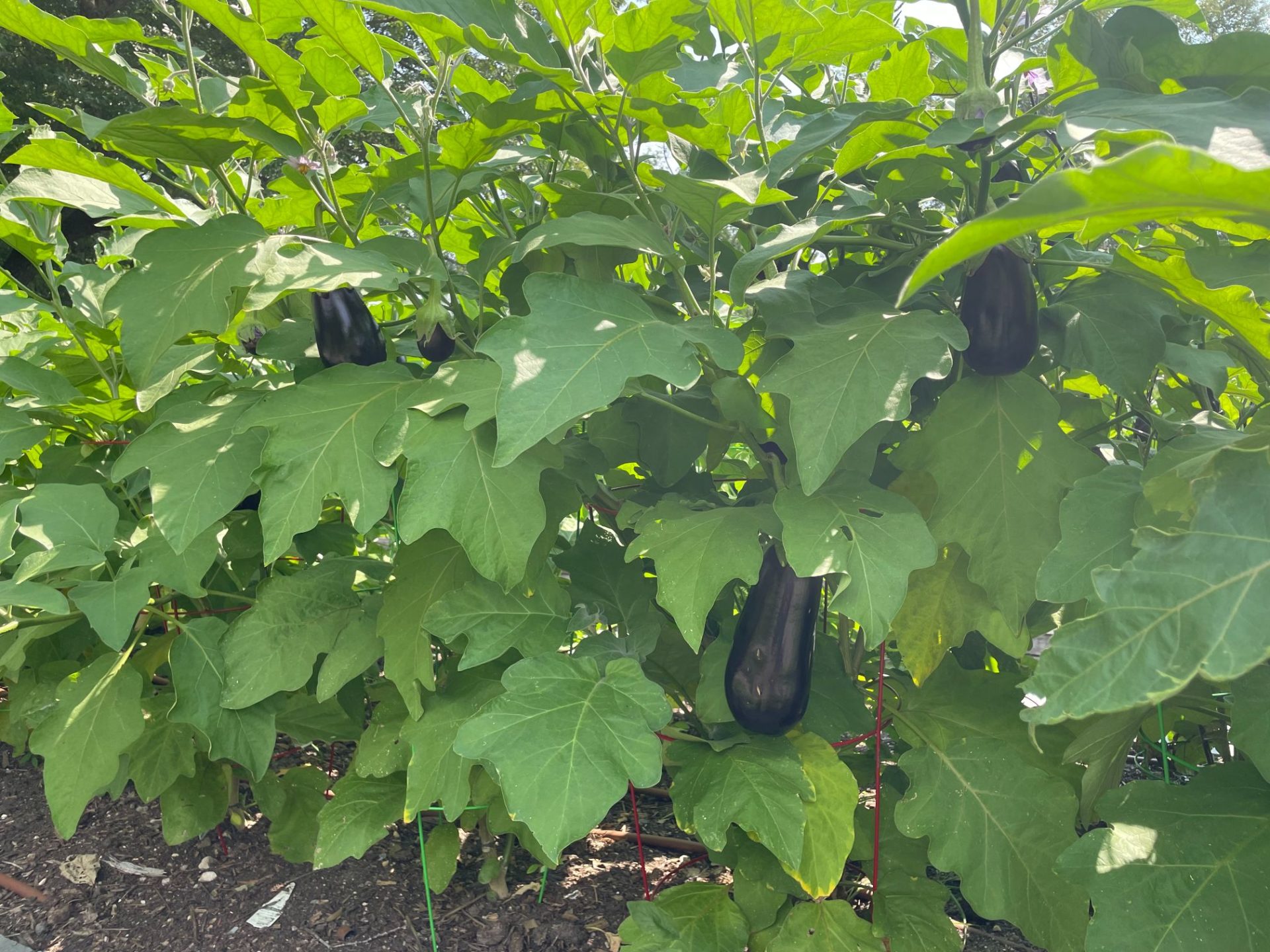Close up of eggplant growing in a raised bed.