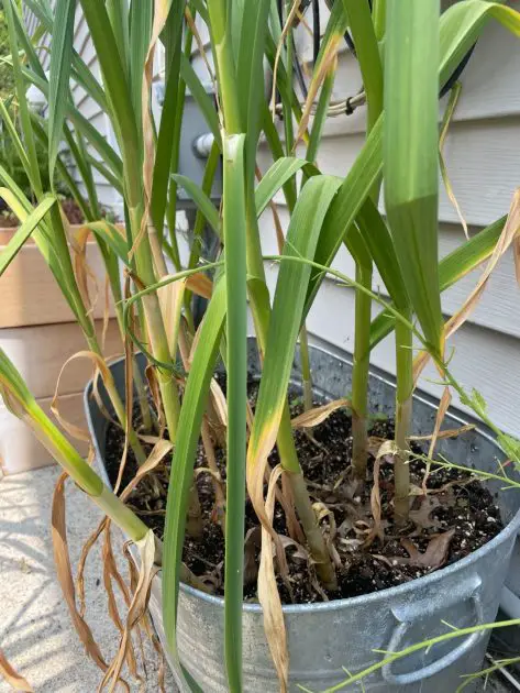 Garlic growing in an old stock tub. Vegetable container gardening ideas.