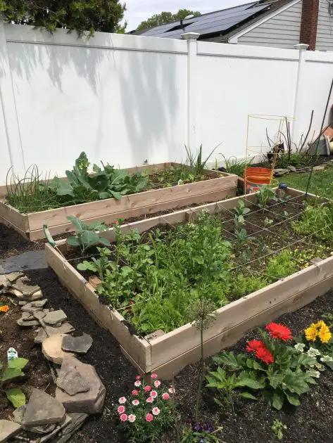 A raised bed created and perfect for vegetable gardening for beginners.