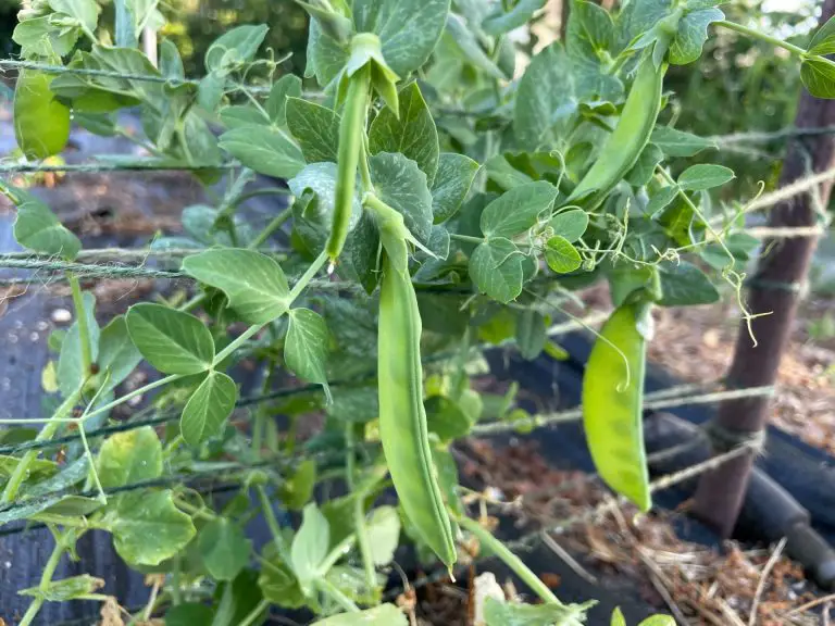 Close up of peas growing in a raised bed.