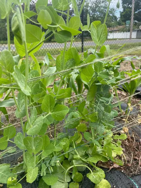 A close of peas growing on a trellis.