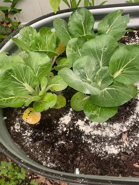 A picture of bok choy with a protective perimeter covering of diatomaceous earth.