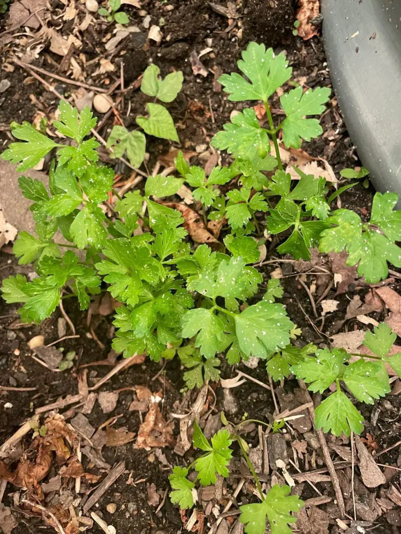 A close up of parsley.