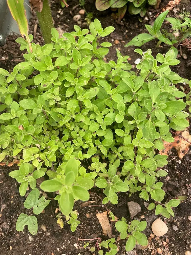 A close up of sweet marjoram.