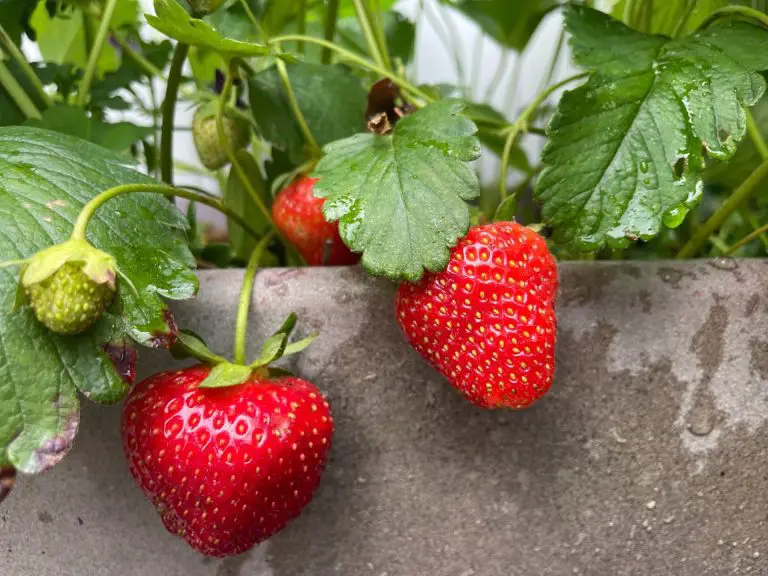 A close up of ripened berries.