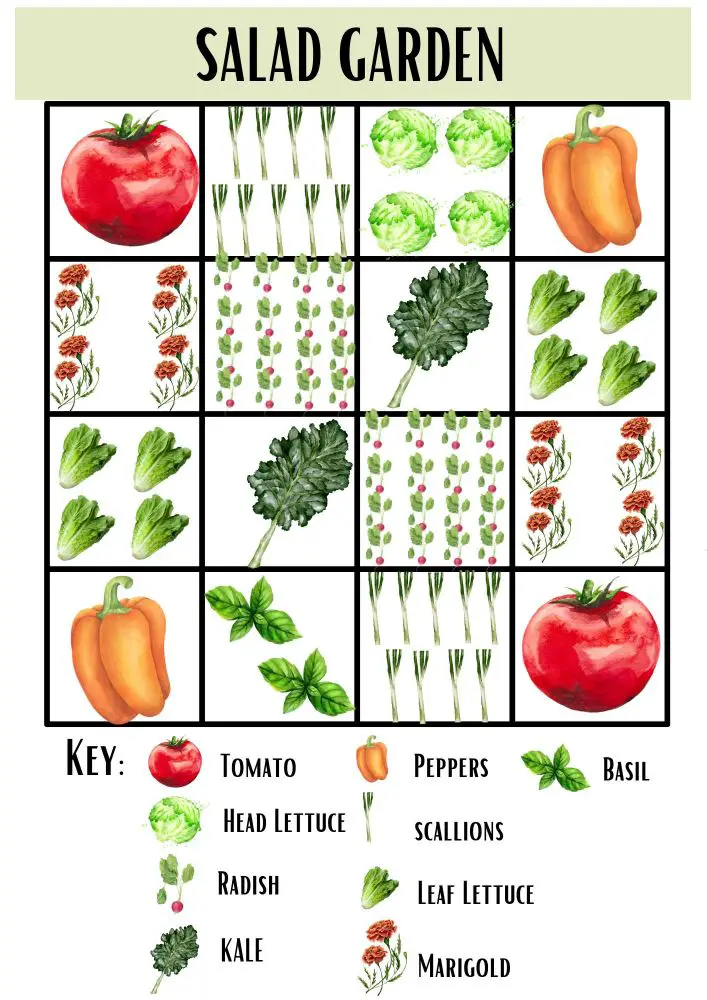 A 4x4 preplanned salad garden.