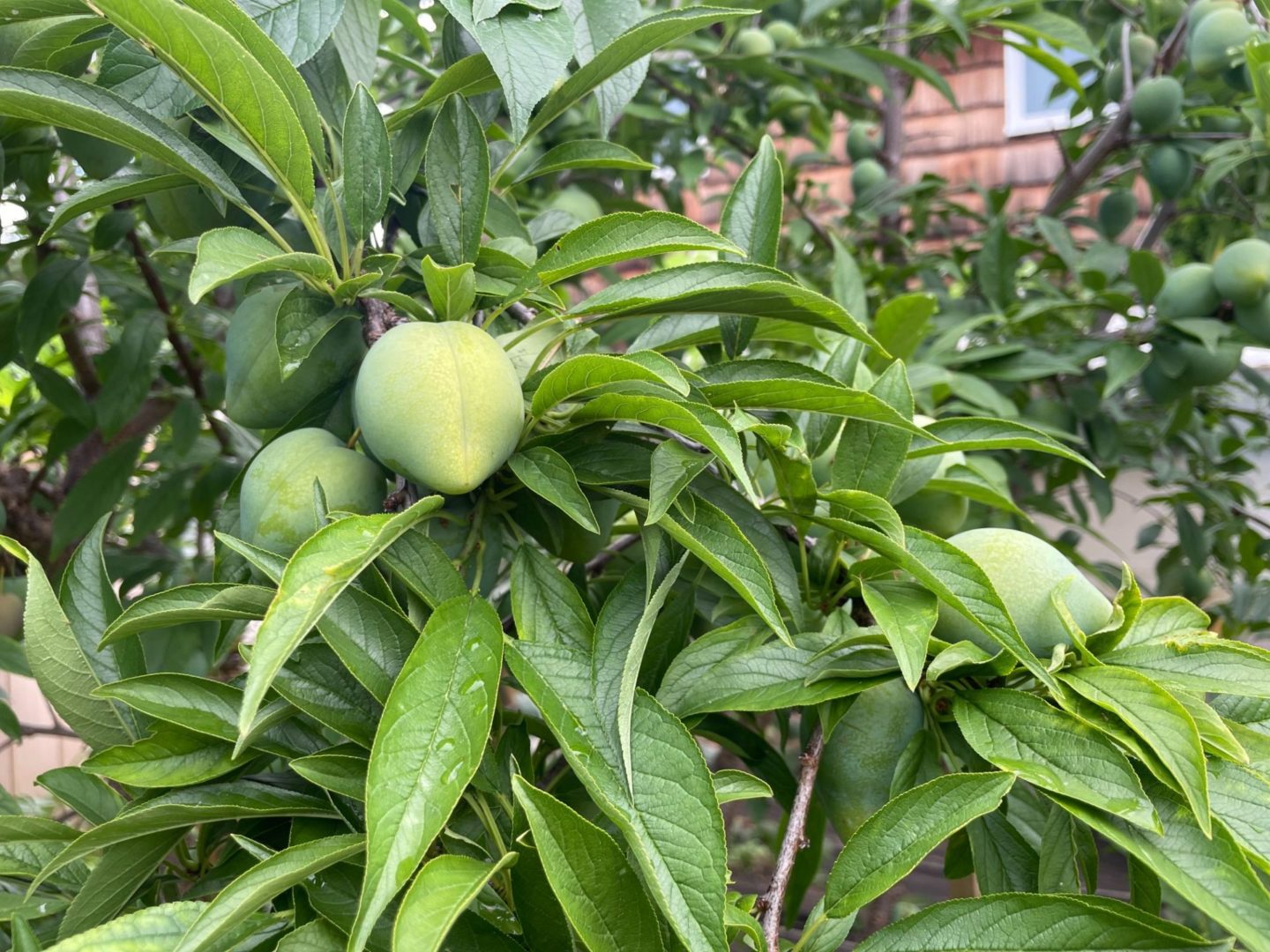 A close up of plum fruit growing in a backyard.