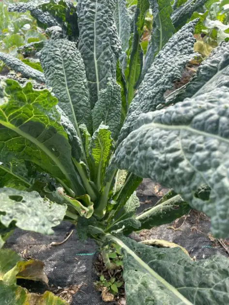 Close up of kale plant. Cold hardy vegetables