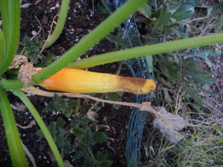 A picture of a poorly pollinated squash plant.