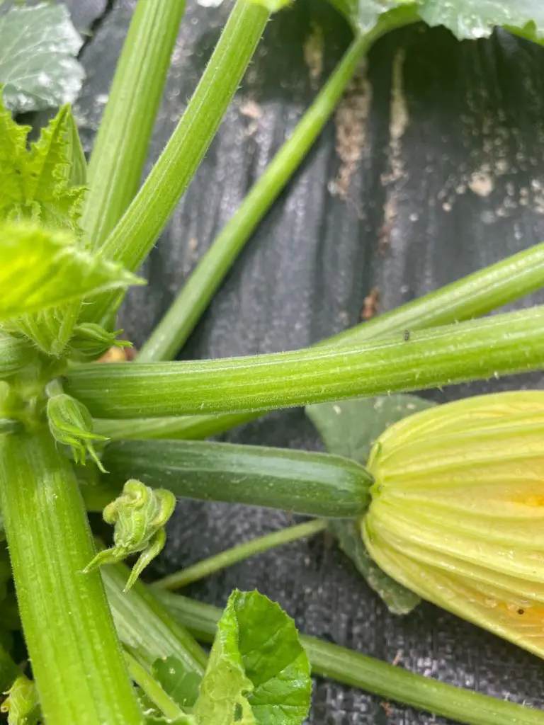 A close up a female squash flower.