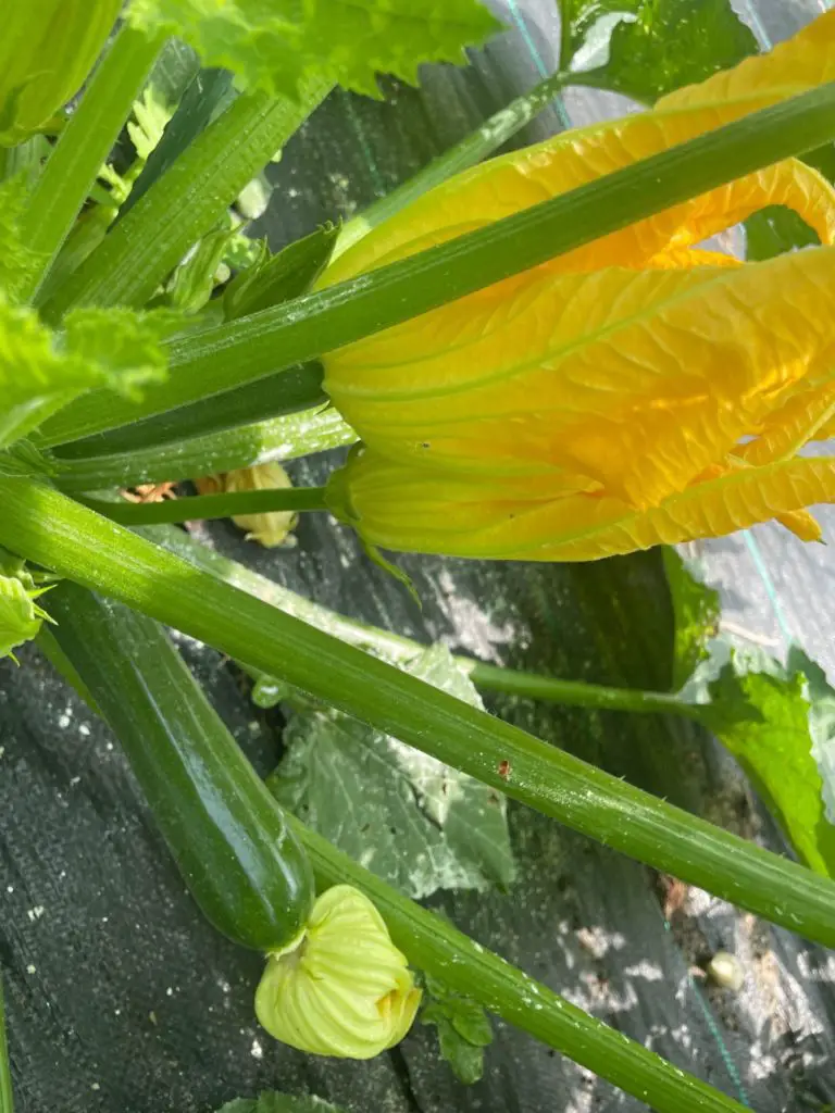 A close up of a male and female flower.