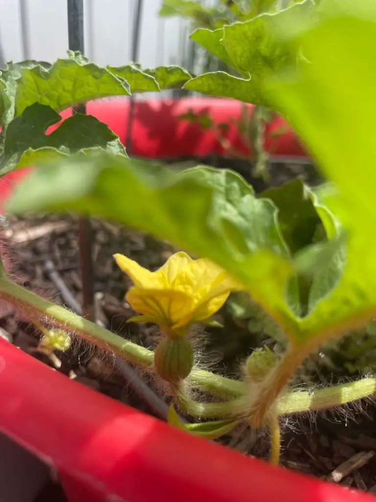 A close up of a female watermelon flower.