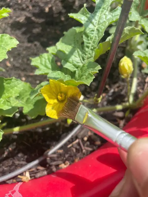 A close up of a paint brush being used for hand pollination.