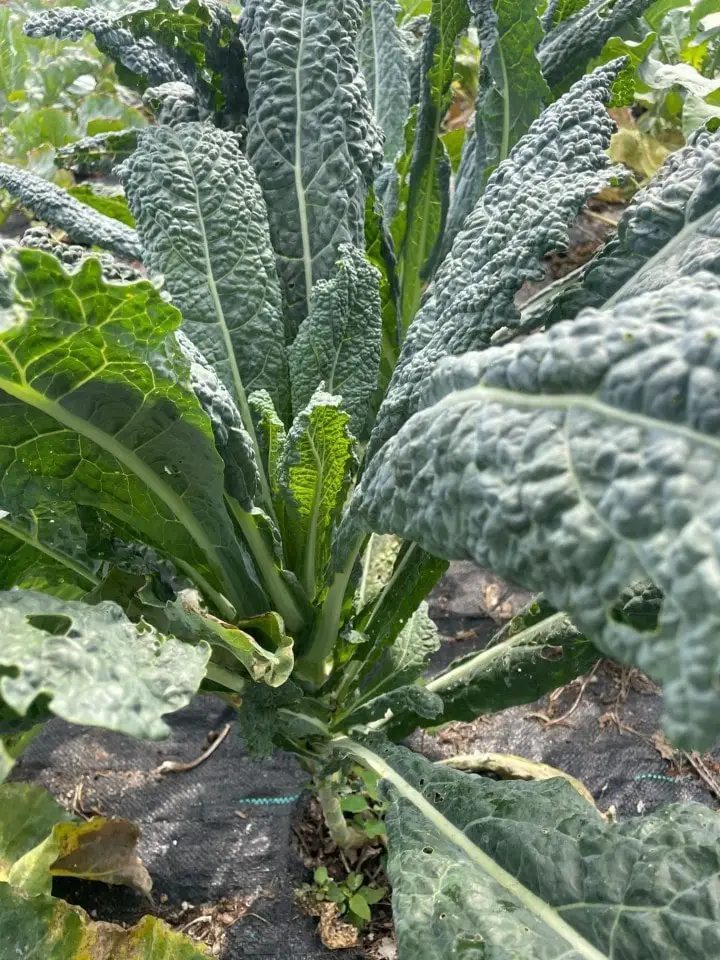 HOW TO GROW KALE SUCCESSFULLY IN YOUR GARDEN The Ample Garden