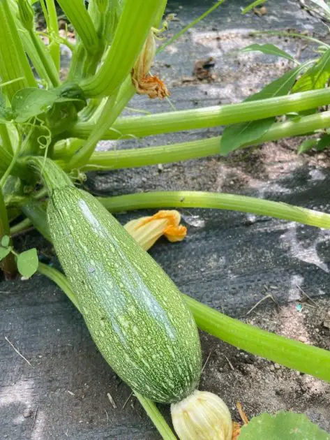 A close up of a beautiful zucchini plant.