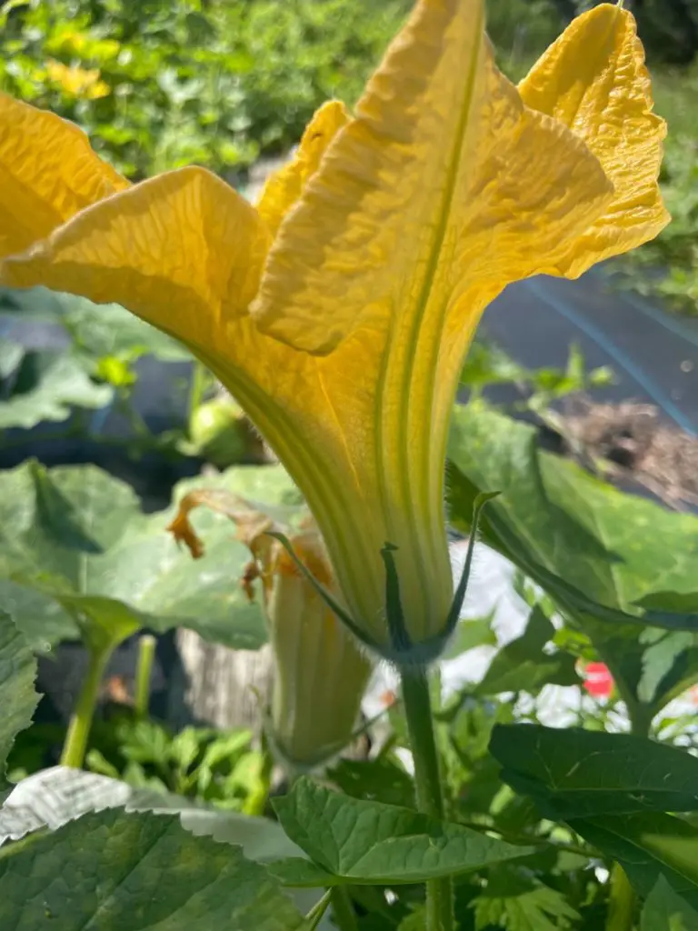 A close up of a male squash flower.