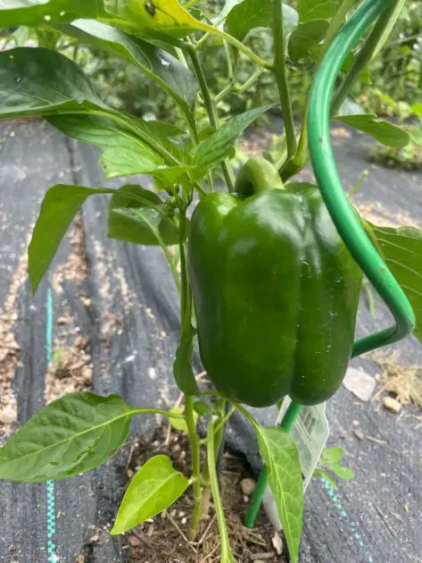 A close up picture of a green bell pepper.