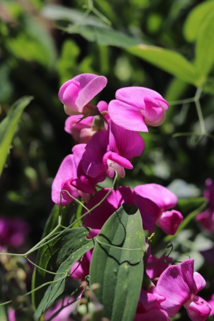 A picture of sweet peas. best cut flowers to grow from seed