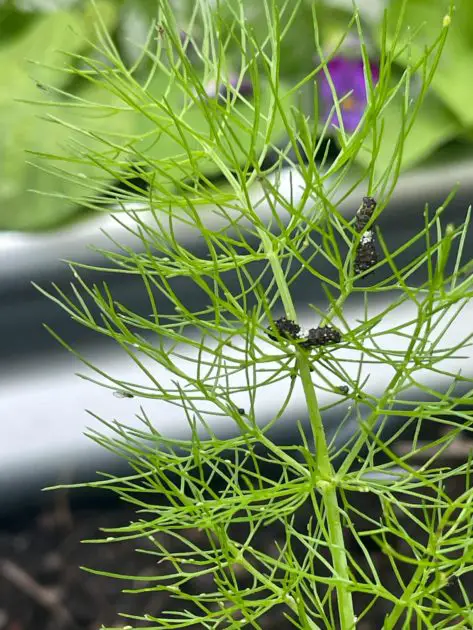 A close up of dill growing covered in baby swallowtail caterpillars. Great herbs to grow and dry.