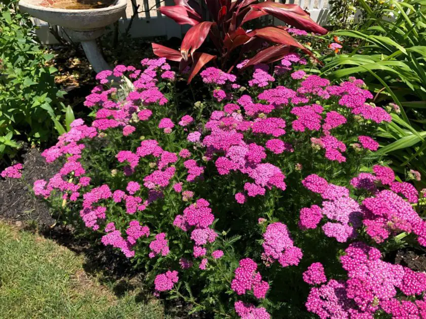 Achilleas in a border garden. A great types of pink flowers