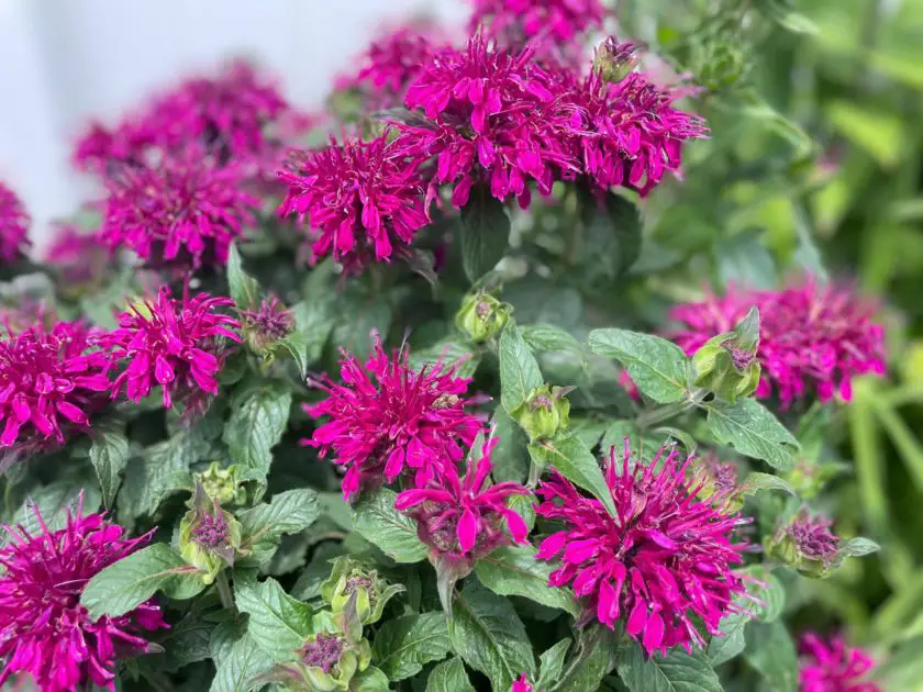 A pink bee balm surrounded by green foliage. Types of pink flowers