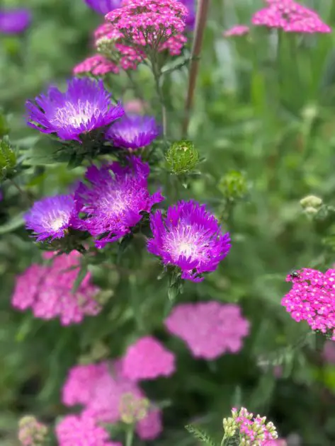 Aster and Yarrow.