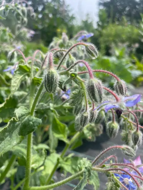 A close up of borage flowers about to bloom.