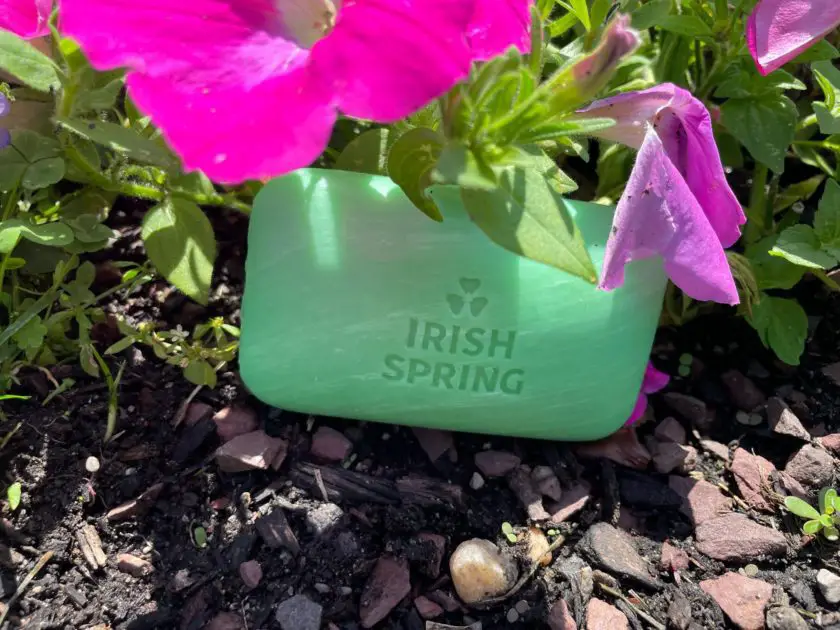 A close up of Irish Spring bar soap in the garden.