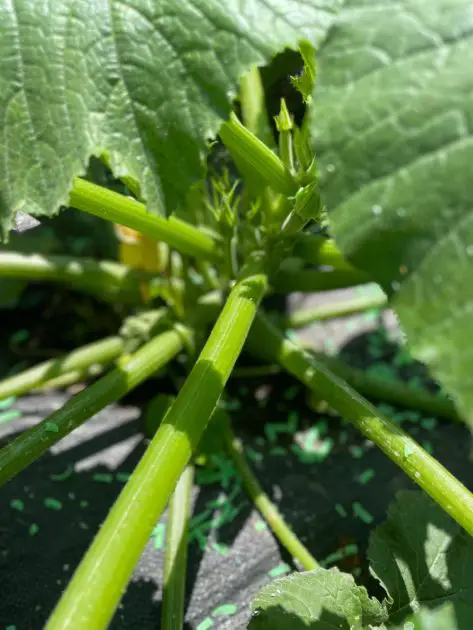 Zucchini surrounded by a barrier of Irish Spring.