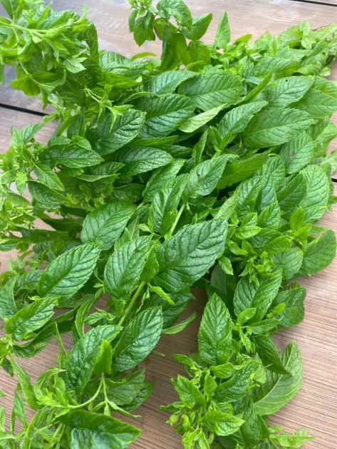 Fresh mint leaves harvested. A great herb to grow and dry