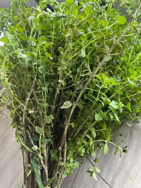 A picture of harvested oregano about to be dried. Long Island gardening zones