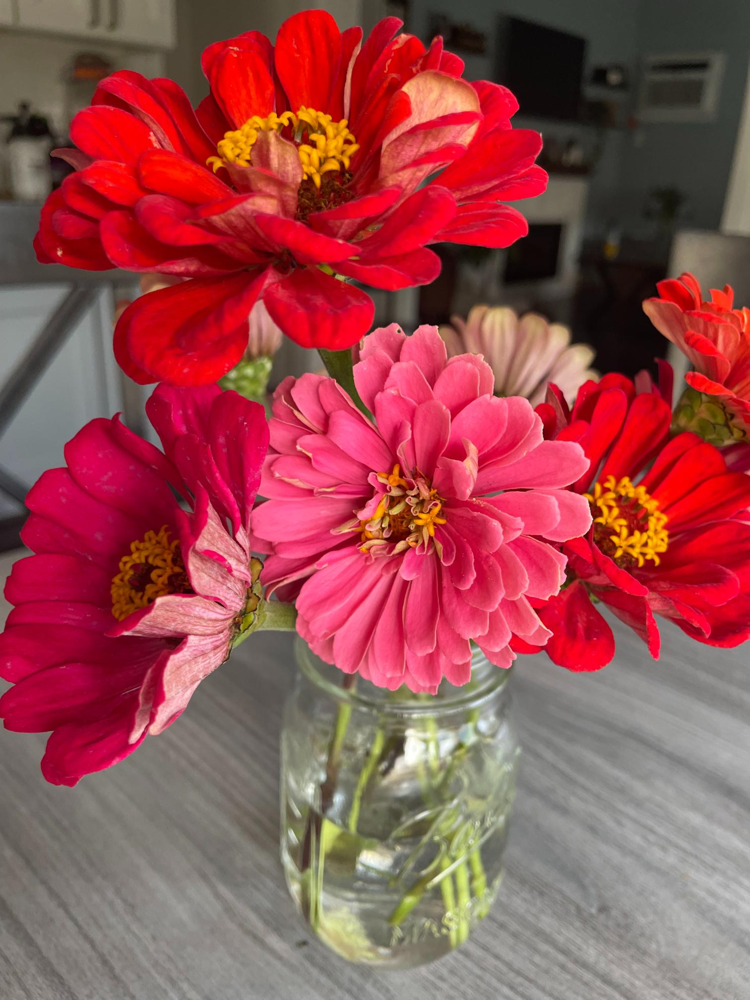 A bouquet of zinnias in a jar.best cut flowers to grow from seed