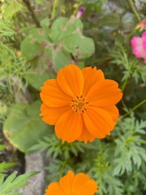 A close up of a beautiful orange cosmos.