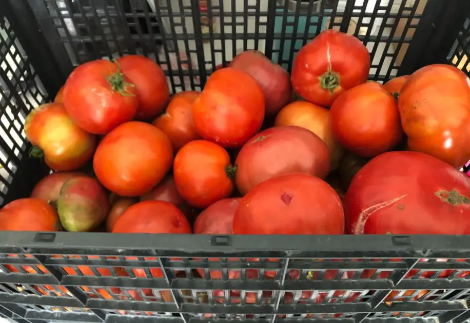 A close up picture of tomatoes freshly harvested from the garden.