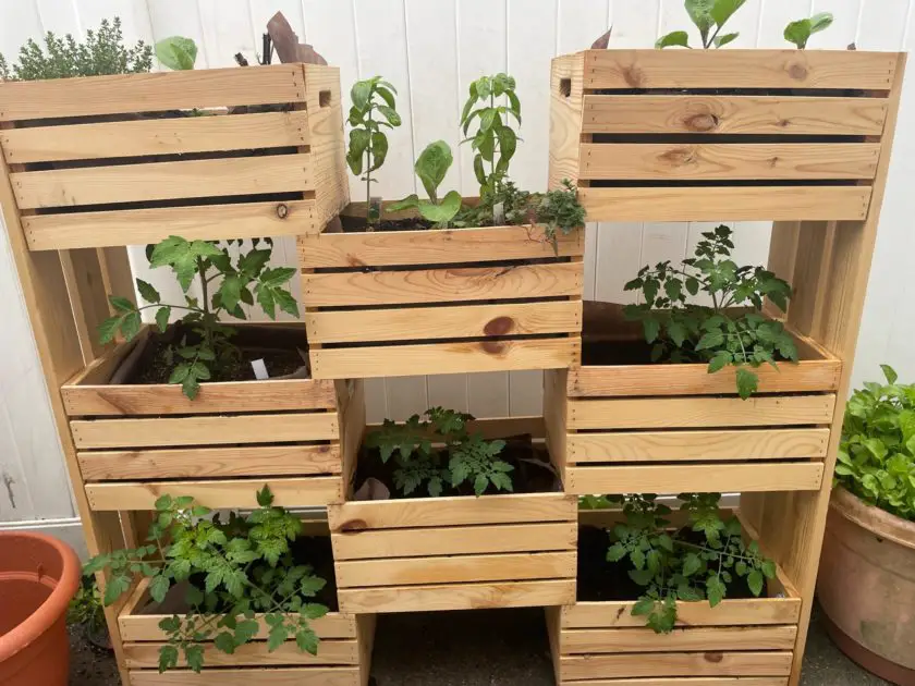 A picture of a homemade container garden made of wooden crates.