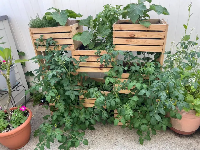 A picture of cherry tomatoes grow in pots. Vegetable container gardening ideas.