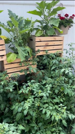 A close up of tomatoes growing in pots.