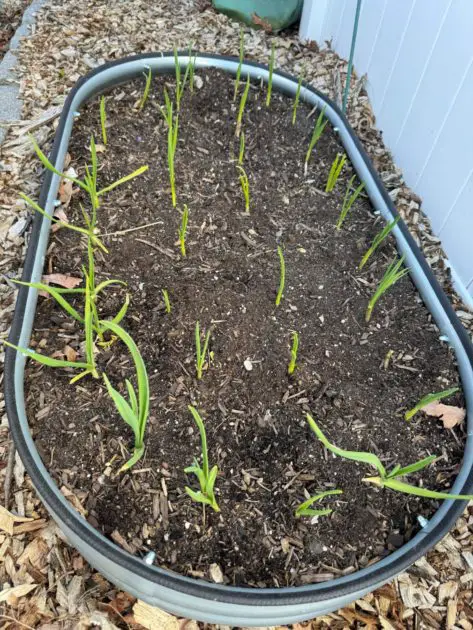 A picture of garlic growing in a raised metal bed. Vegetable gardening for beginners