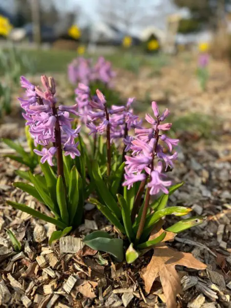 A purple hyacinth blooming.