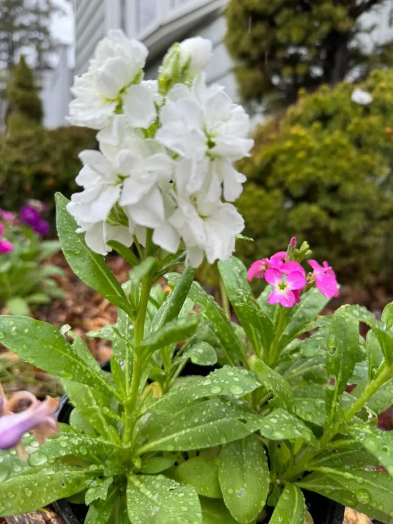 A white stock flower. best cut flowers to grow from seed