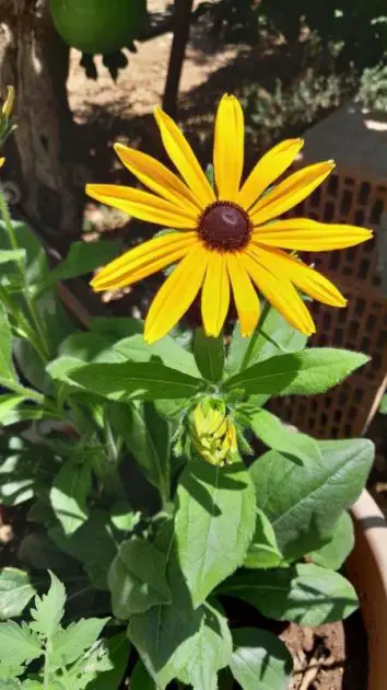 A close up picture of black eyed susans.