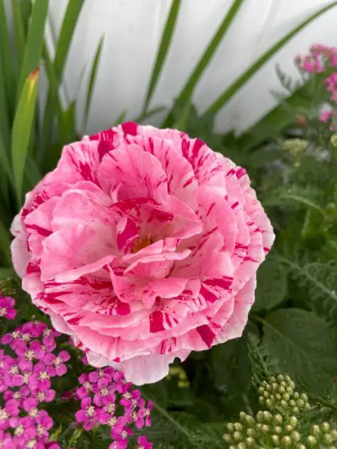 A beautiful pink striped rose. Types of pink flowers