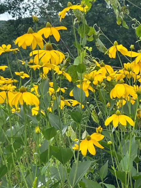 A field of black eyed susans.