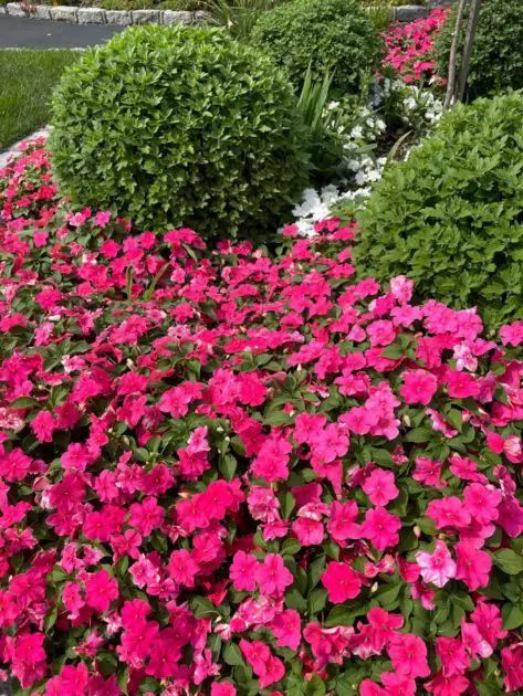 Pink periwinkles fill up a border garden. Types of pink flowers