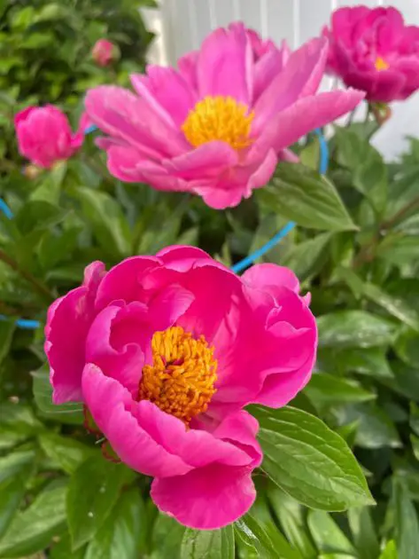 A collection of pink peonies that are a perfect for types of pink flowers.