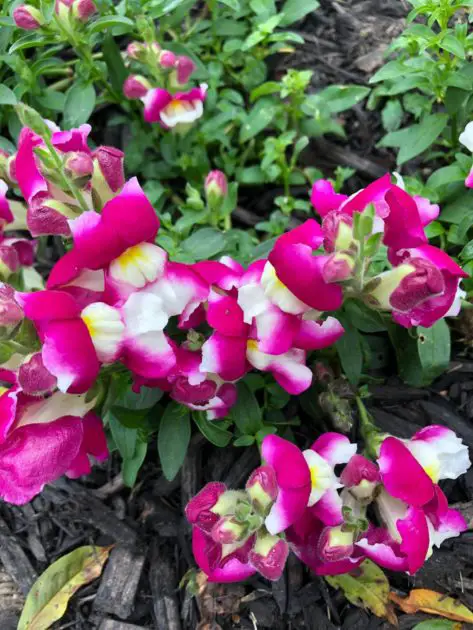 pink snap dragons. Easy cut flowers to start from seeds.