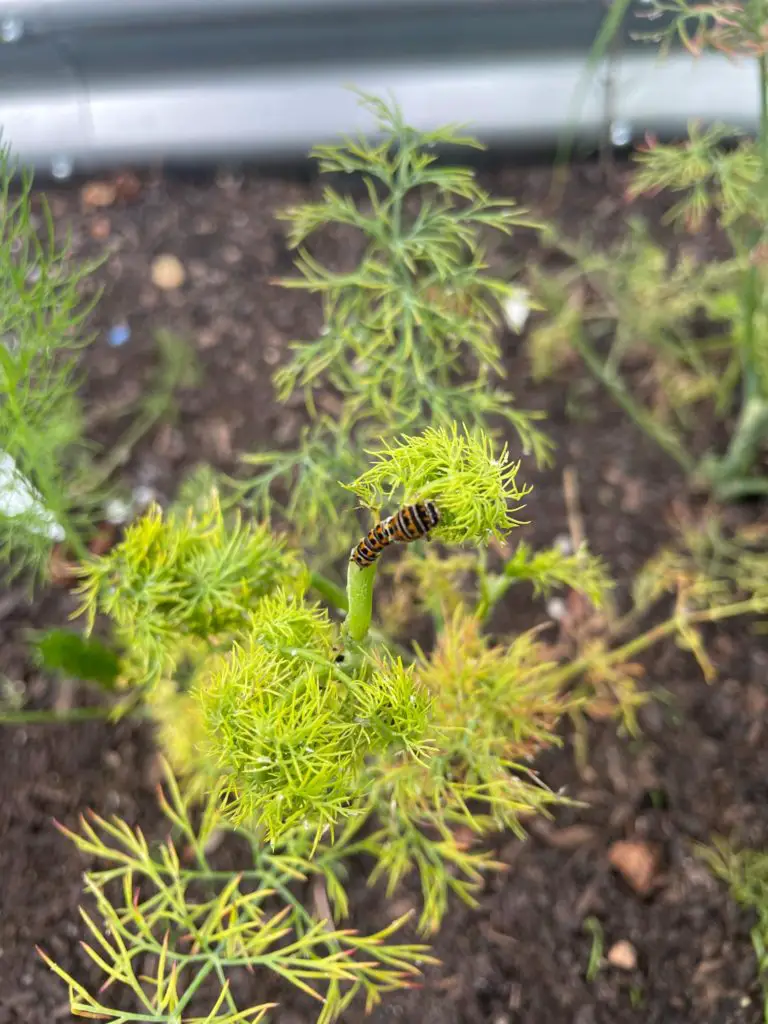 A swallowtail caterpillar feasting on dill.