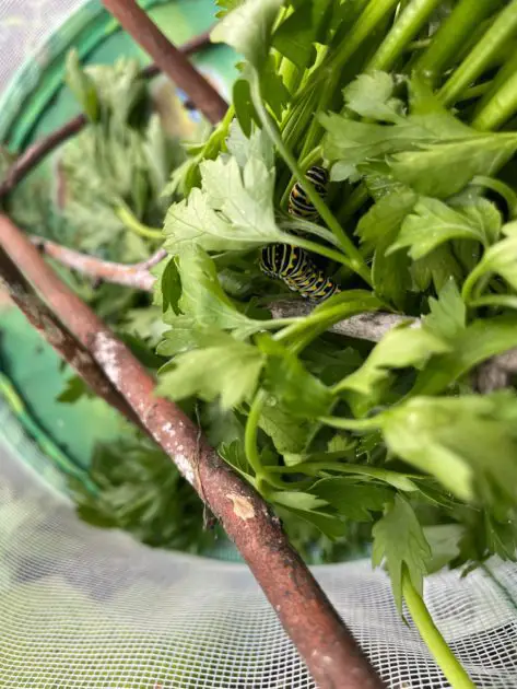 A close up of swallow tail caterpillars in a butterfly home.