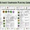 Ultimate Companion Planting Guide The Ample Garden