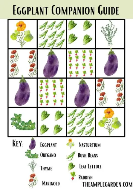 A sample eggplant companion guide.